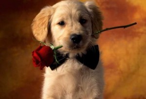Valentines-Day-For-Pets-1